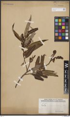 Foto von Salix bonplandiana Kunth